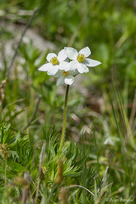 Anémone à fleurs de Narcisse — Anemonastrum narcissiflorum (L.) Holub, 1973, (Col du Pourtalet, Laruns (64), France, le 22/06/2019)