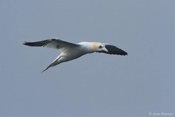 Fou de Bassan – Morus bassanus (Linnaeus, 1758), (Saint-Jean-de-Luz (64), France, le 20/04/2019)