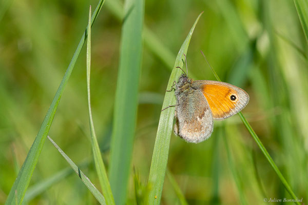 Procris — Coenonympha pamphilus (Linnaeus, 1758), (Orthez (64), France, le 17/04/2023)