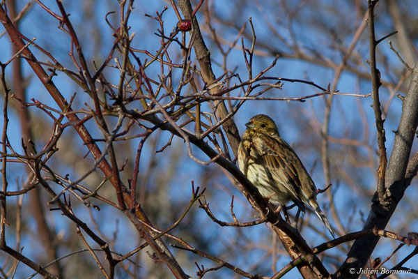 Bruant zizi — Emberiza cirlus Linnaeus, 1766, (femelle) (Baie de Saint-Brieuc, Hillion (22), France, le 11/01/2018)