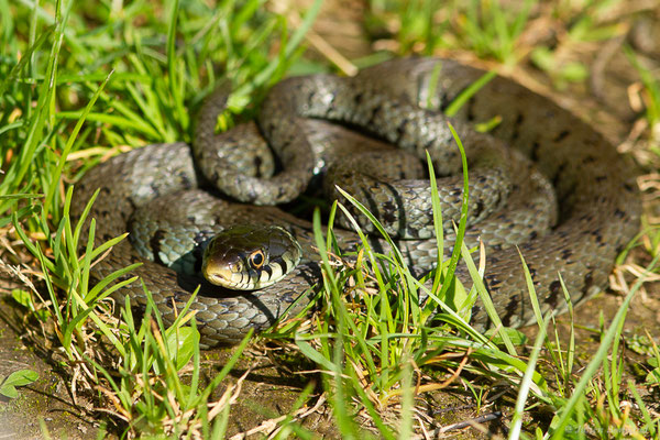 Couleuvre helvétique — Natrix helvetica (Lacepède, 1789), (adulte) (Ossun (65), France, le 31/05/2023)