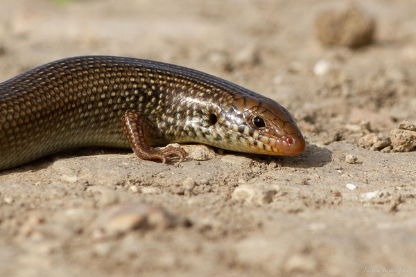 Scinque maure — Chalcides polylepis Boulenger, 1890