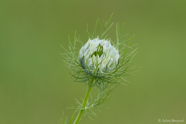 Nigelle de Damas, Herbe de Capucin — Nigella damascena L., 1753, (Lacq (64), France, le 24/04/2019)