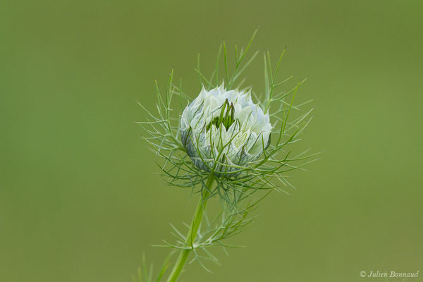 Nigelle de Damas, Herbe de Capucin — Nigella damascena L., 1753