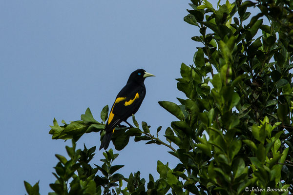 Cassique cul-jaune (Cacicus cela) (mine d'or Espérance, Apatou, le 11/05/2017)