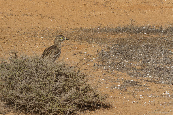 Œdicnème criard — Burhinus oedicnemus insularum (Sassi, 1908), (La Matilla, Fuerteventura, (Iles Canaries, Espagne), le 16/02/2022)