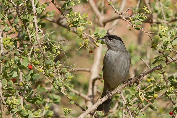 Fauvette à tête noire — Sylvia atricapilla (Linnaeus, 1758), (Parc national de Souss-Massa, Sidi Binzarne, Maroc, le 02/02/2023)