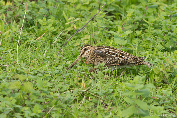 Bécassine des marais — Gallinago gallinago (Linnaeus, 1758), (Saligue aux oiseaux, Biron (64) France, le 27/10/2019)