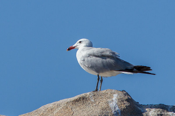Goéland d'Audouin — Ichthyaetus audouinii (Payraudeau, 1826), (Belvédère-Campomoro (2A), France, le 04/09/2019)
