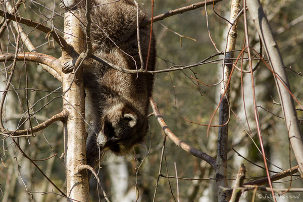 Raton-laveur – Procyon lotor (Linnaeus, 1758), (Parc animalier des pyrénées, Argelès-Gazost (65), France, le 01/04/2018)