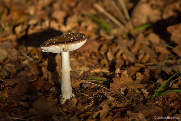 Amanite panthère (Amanita pantherina) (Parbayse (64), France, le 18/10/2020)