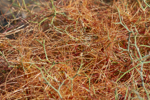 Cuscute à fleurs planes – Cuscuta planiflora Ten., 1829, (Tindaya, Fuerteventura, (Iles Canaries, Espagne), le 18/02/2022)