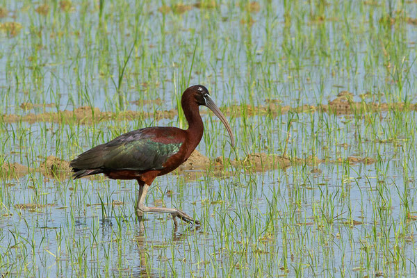 Ibis falcinelle — Plegadis falcinellus (Linnaeus, 1766), (Parc Natural del Delta de l'Ebre, Tarragone, Espagne, le 06/06/2022)