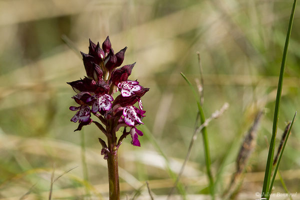 Orchis pourpre — Orchis purpurea Huds., 1762