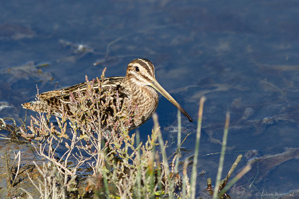 Bécassine des marais — Gallinago gallinago (Linnaeus, 1758), (Réserve ornithologique du Teich (33), France, le 18/10/2022)
