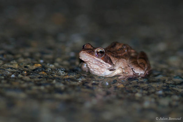 Grenouille agile — Rana dalmatina Fitzinger in Bonaparte, 1838