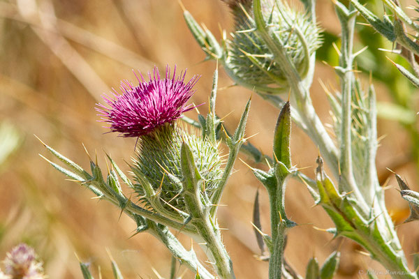 Cirse hérissé — Cirsium echinatum (Desf.) DC., 1815, (Lérida (Catalogne), Espagne, le 07/06/2022)