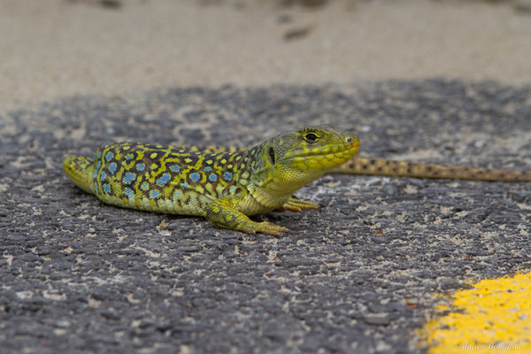 Lézard ocellé — Timon lepidus (Daudin, 1802), (femelle adulte), (Tarnos (64), France), le 05/06/2025)