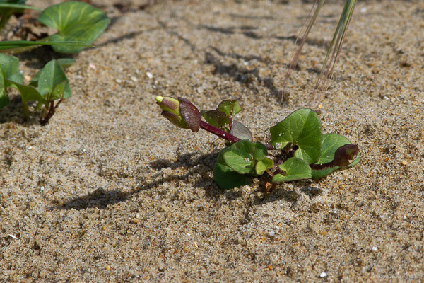 Liseron des dunes — Convolvulus soldanella L., 1753