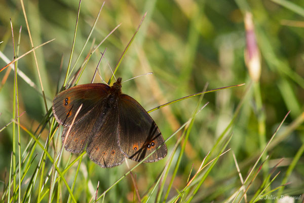 Moiré fontinal — Erebia pronoe (Esper, 1780), (Station de ski de Gourette, Eaux-Bonnes (64), France, le 05/08/2021)