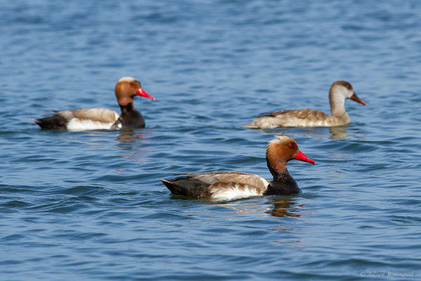 Nette rousse — Netta rufina (Pallas, 1773), (Parc Naturel du Delta de l'Ebre (Catalogne), Espagne, le 05/06/2022)