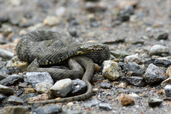 Couleuvre vipérine — Natrix maura (Linnaeus, 1758)