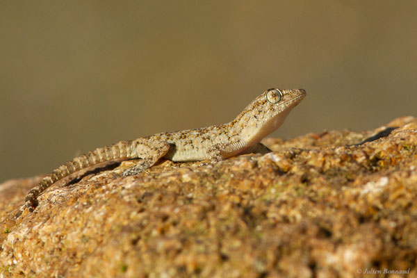 Tarente de Maurétanie — Tarentola mauritanica (Linnaeus, 1758), (Larache (Tanger-Tétouan-Al Hoceïma), Maroc, le 18/01/2023)