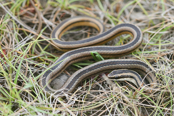 Lygophide rayé — Lygophis lineatus (Linnaeus, 1758), (Centre Spatial Guyanais, Kourou, Guyane, le 07/05/2014)