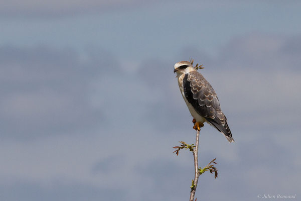 Élanion blanc — Elanus caeruleus (Desfontaines, 1789), (juvénile), (Aignan (32), France), le 27/05/2025)