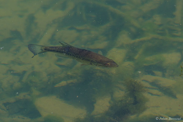 Achigan à grande bouche, Black-bass (Micropterus salmoides) (Lac d'Orthez (64), France, le 16/03/2019)