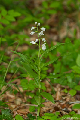 Céphalanthère à feuilles étroites — Cephalanthera longifolia (L.) Fritsch, 1888