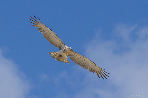 Circaète Jean-le-blanc — Circaetus gallicus (Gmelin, JF, 1788), (Pitillas (Navarre), Espagne, le 15/07/2023)