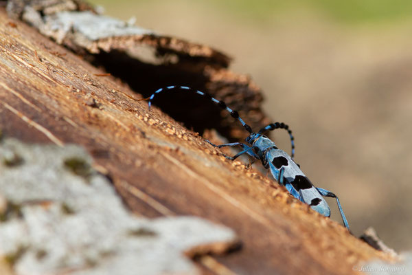 Rosalie des Alpes — Rosalia alpina (Linnaeus, 1758), (Bedous (64), France, le 03/08/2025)