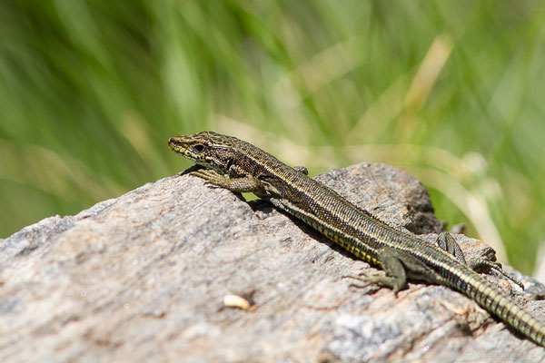 Lézard d'Aurelio — Iberalacerta aurelioi (Arribas, 1994), (Cirque glaciaire de Soulcem, Auzat (09), le 10/07/2023)