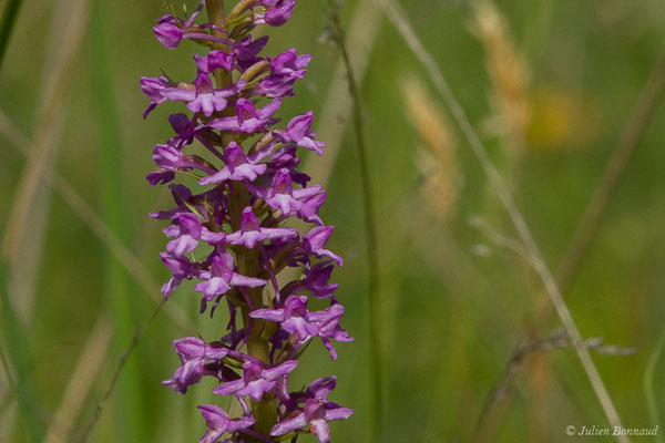 Gymnadénie moucheron, Orchis moucheron, Orchis moustique — Gymnadenia conopsea (L.) R.Br., 1813
