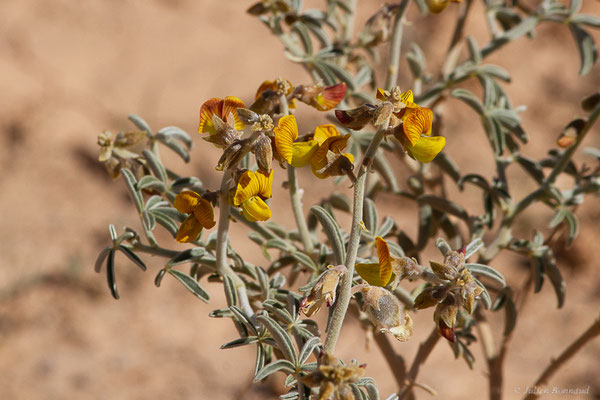 Crotalaria saharae Coss.