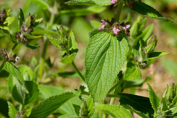 Épiaire des Alpes — Stachys alpina L., 1753