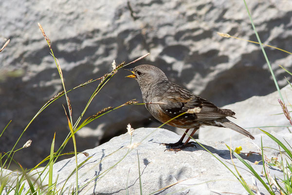 Accenteur alpin — Prunella collaris (Scopoli, 1769), (Station de ski de La Pierre Saint-Martin, Arette (64), France, le 06/07/2023)