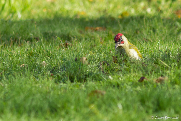 Pic vert — Picus viridis Linnaeus, 1758, (mâle adulte) (Pontivy (56), France, le 14/11/2017)