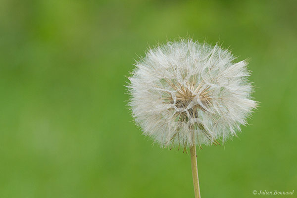 Salsifis des prés — Tragopogon pratensis L., 1753, (Lacq (64), France, le 24/04/2019)