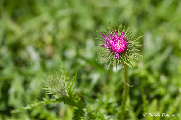 Chardon à pédoncules nus, Chardon décapité — Carduus defloratus L., 1759