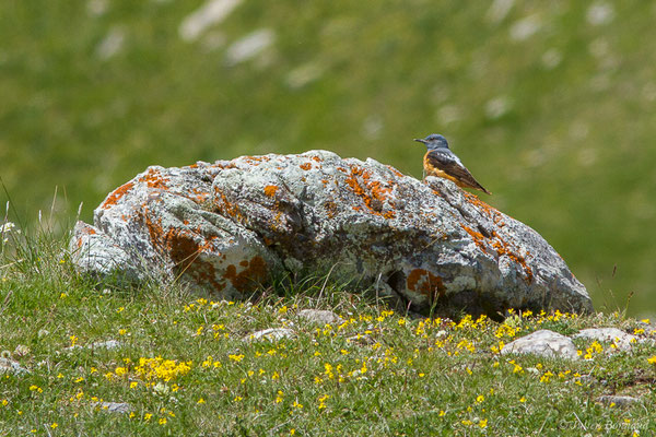 Monticole de roche — Monticola saxatilis (Linnaeus, 1766), (mâle adulte) (Col du Pourtalet, Laruns (64), France, le 22/06/2019)