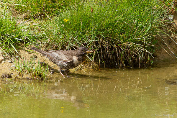 Merle à plastron — Turdus torquatus Linnaeus, 1758, (Station de ski de La Pierre Saint-Martin, Arette (64), France, le 06/07/2023)