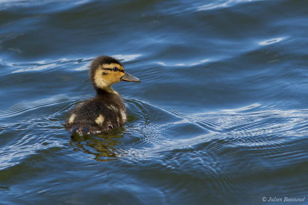 Canard colvert — Anas platyrhynchos Linnaeus, 1758, (canneton) (réserve ornithologique du Teich (33), France, le 23/05/2021)