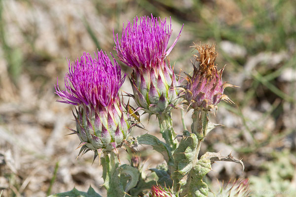 Onopordon d'Illyrie — Onopordum illyricum L., 1753