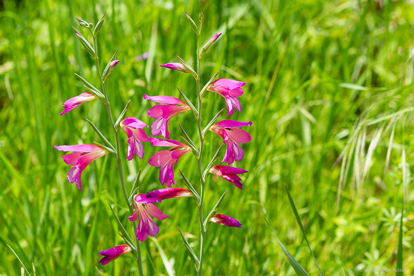 Glaïeul des moissons — Gladiolus italicus Mill., 1768