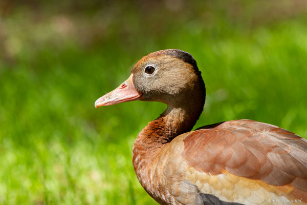 Dendrocygne à ventre noir — Dendrocygna autumnalis (Linnaeus, 1758)