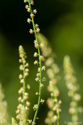 Réséda jaune — Reseda lutea L., 1753, (Sers (65), France, le 23/06/2020)