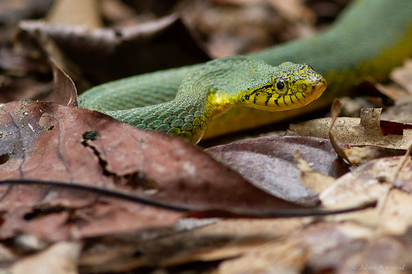 Xénodon vert — Xenodon werneri Eiselt, 1963, (mine d'or Espérance, Apatou, Guyane, le 12/05/2017)