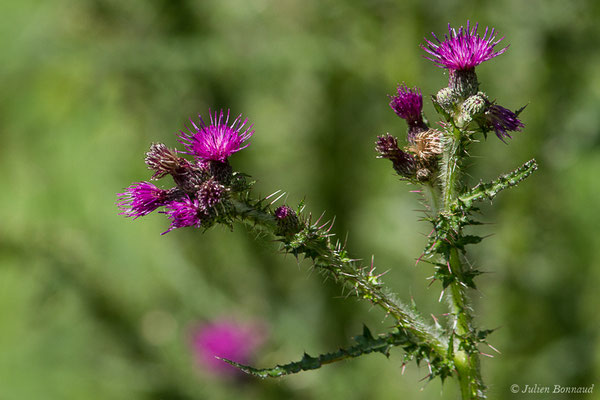 Cirse des marais ou Bâton du Diable — Cirsium palustre (L.) Scop., 1772